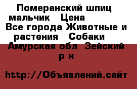 Померанский шпиц, мальчик › Цена ­ 35 000 - Все города Животные и растения » Собаки   . Амурская обл.,Зейский р-н